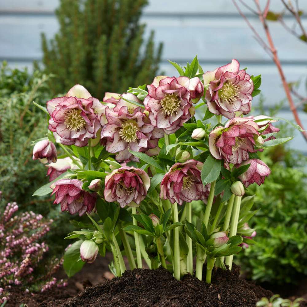 Hybridjulros 'Double Ellen Picotee' (Helleborus × hybridus)