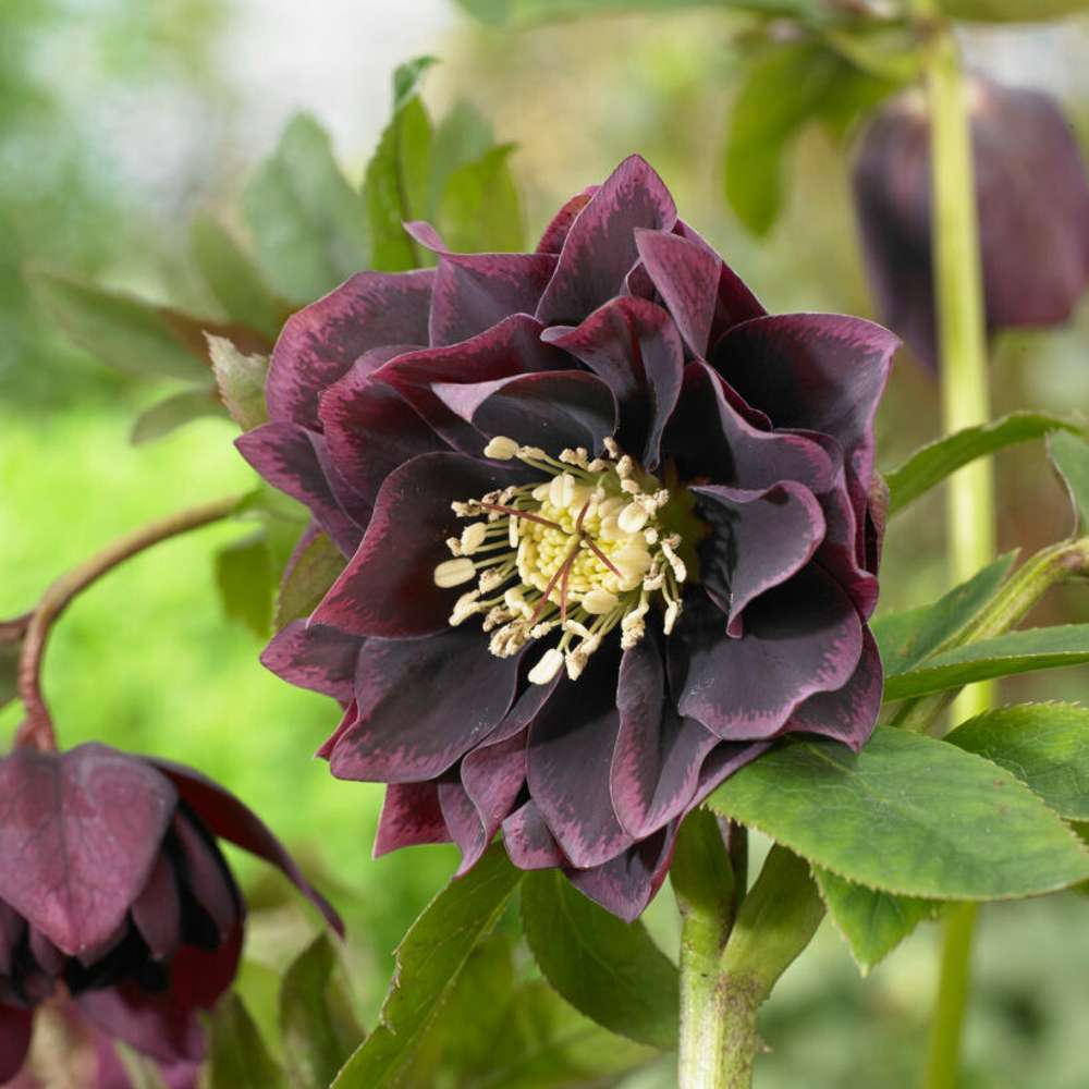 Hybridjulros 'Double Ellen Purple' (Helleborus × hybridus)