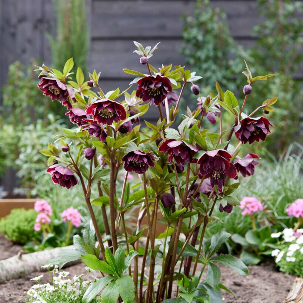 Hybridjulros 'Double Ellen Purple' (Helleborus × hybridus)