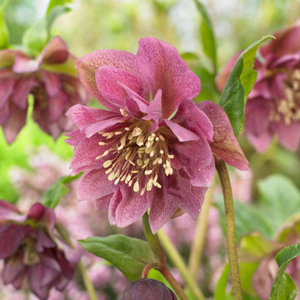 Hybridjulros 'Double Ellen Red' (Helleborus × hybridus)