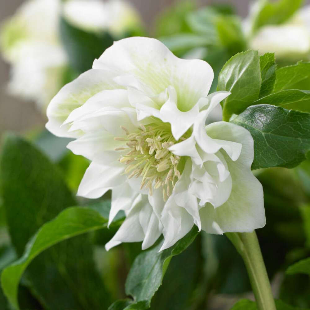 Hybridjulros 'Double Ellen White' (Helleborus × hybridus)