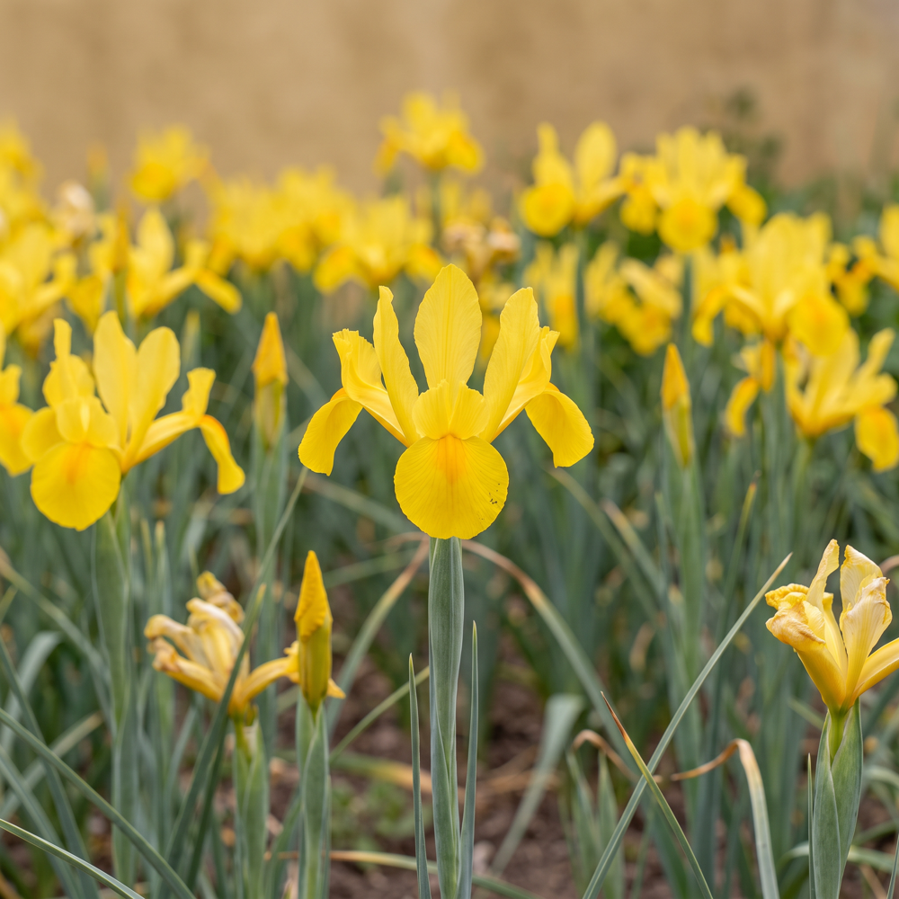 Iris hollandica 'Golden Harvest'