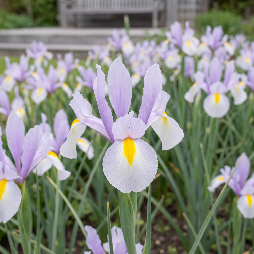 Iris hollandica King Mauve