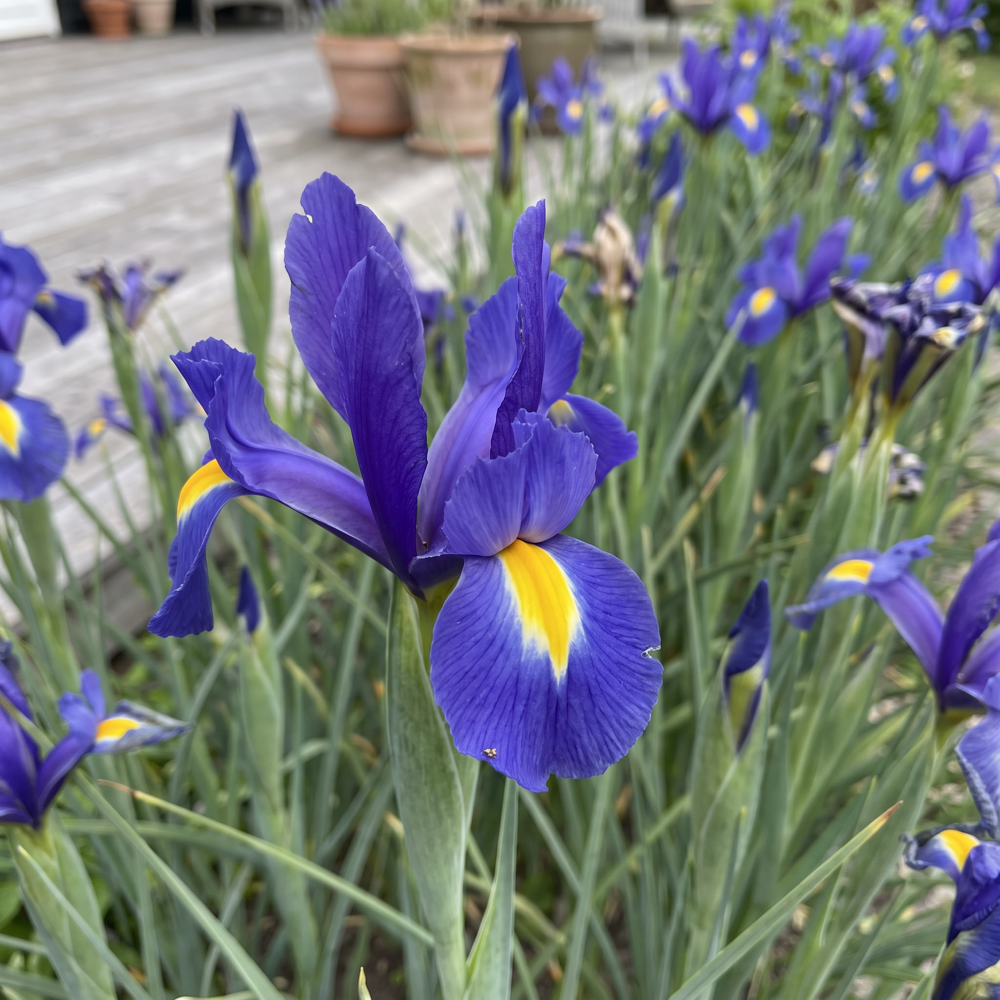 Iris hollandica 'Sapphire Beauty'