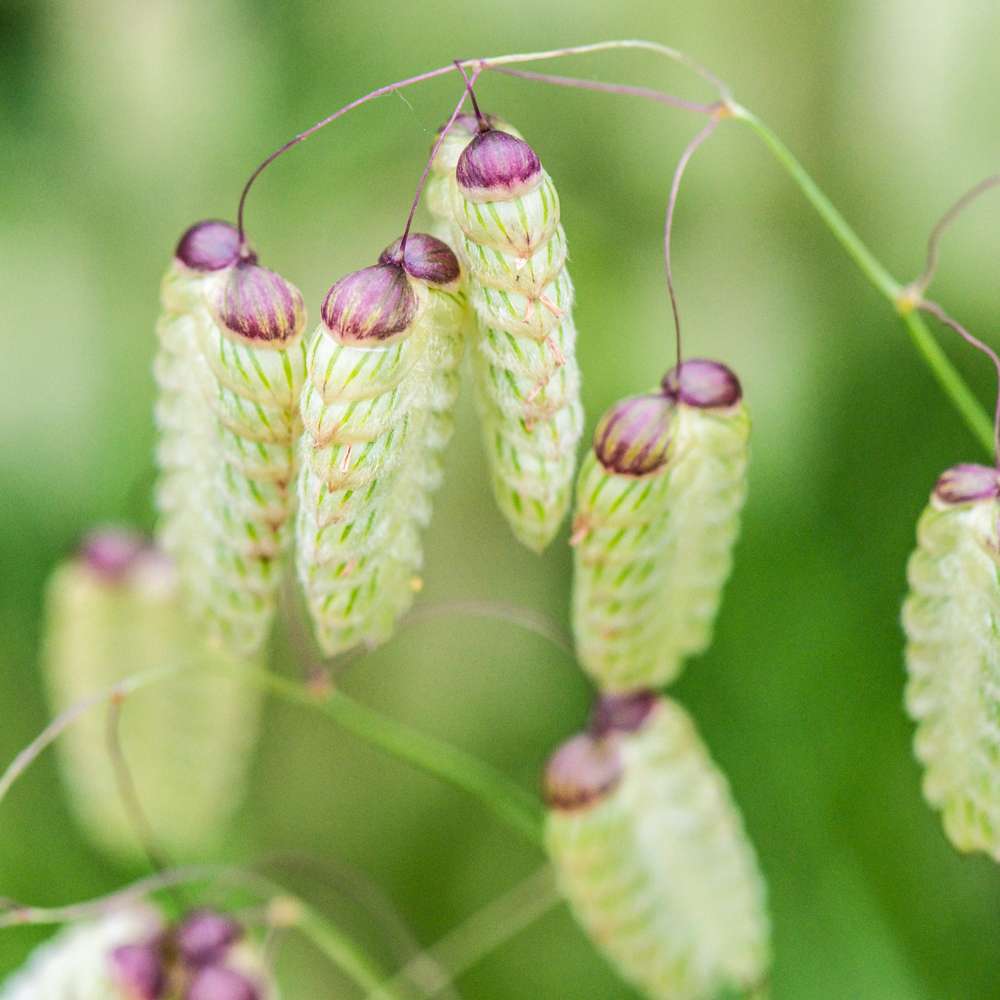 Italienskt darrgräs (frö)