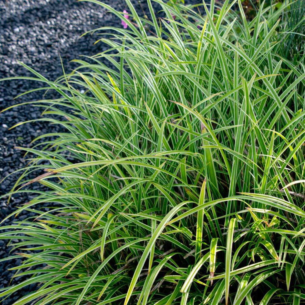Japansk starr 'Ice Dance' (Carex morrowii)