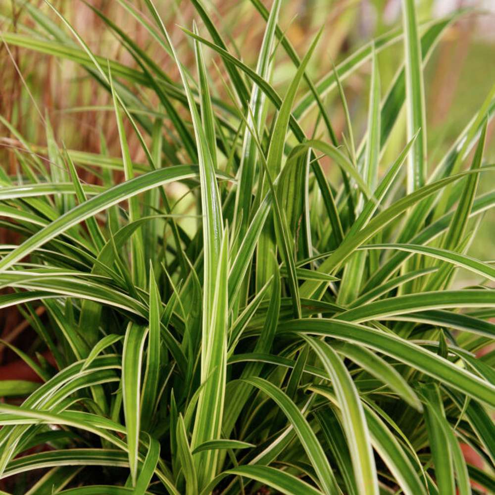 Japansk starr 'Ice Dance' (Carex morrowii)