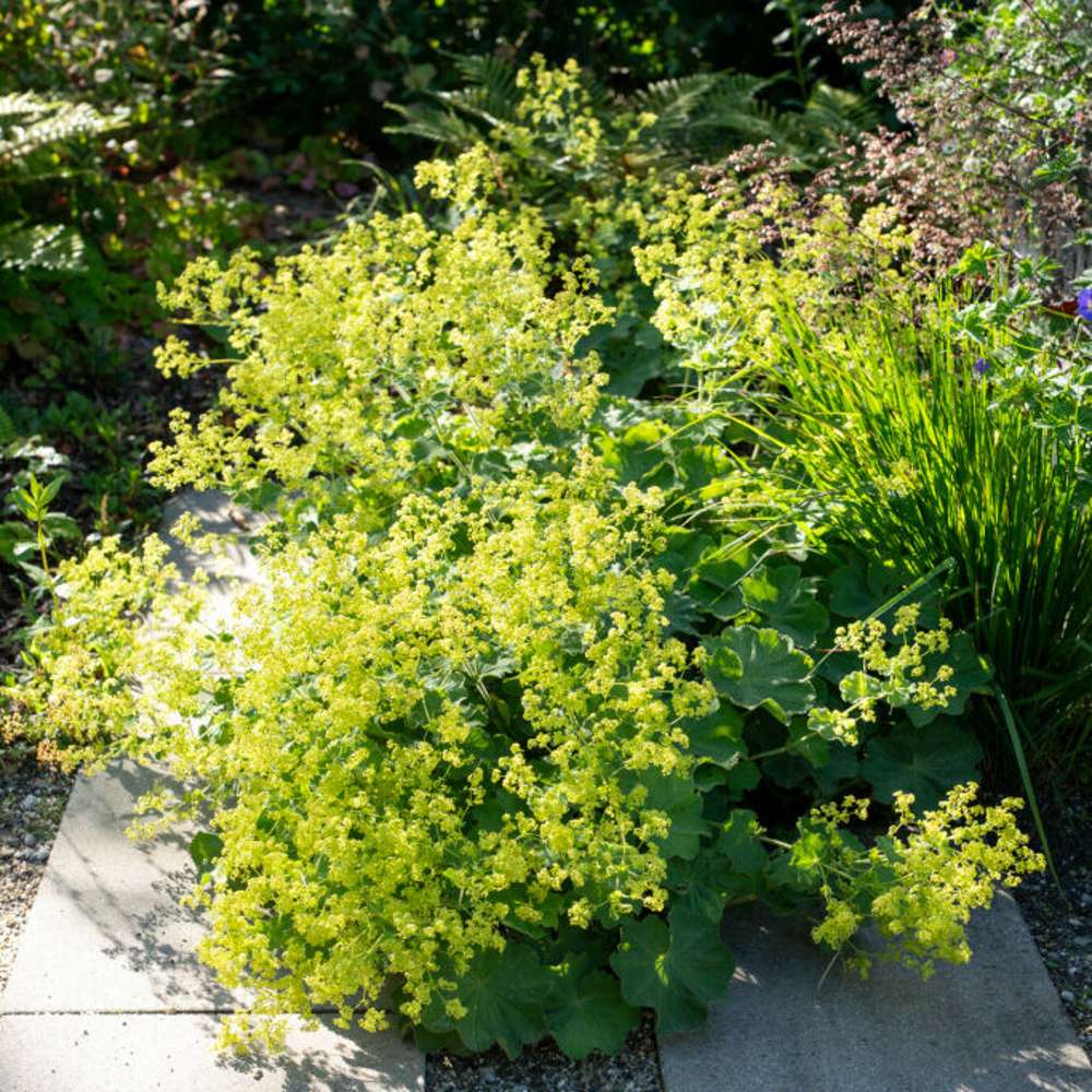 Jättedaggkåpa (Alchemilla mollis)