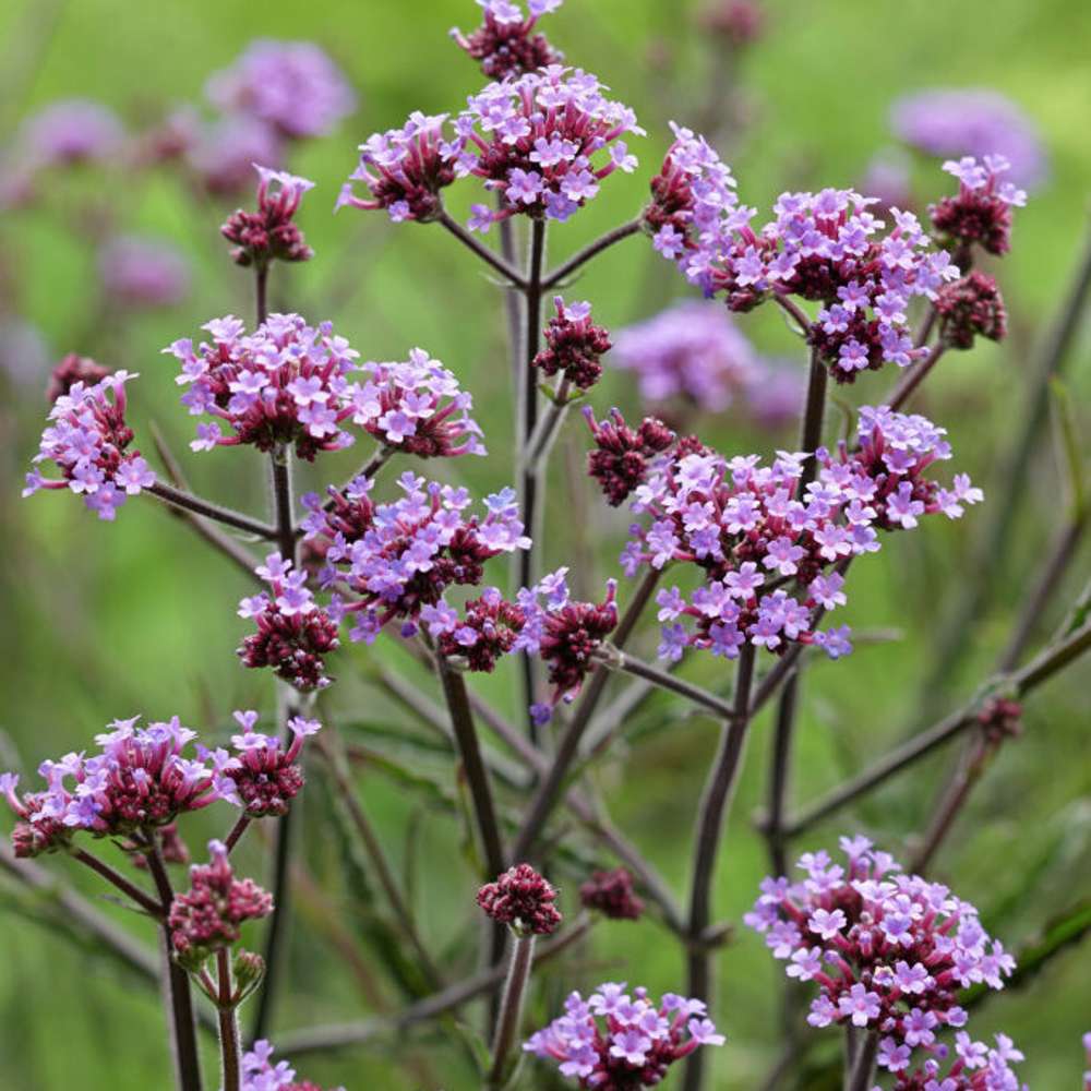 Jätteverbena 'Lollipop' (Verbena bonariensis)