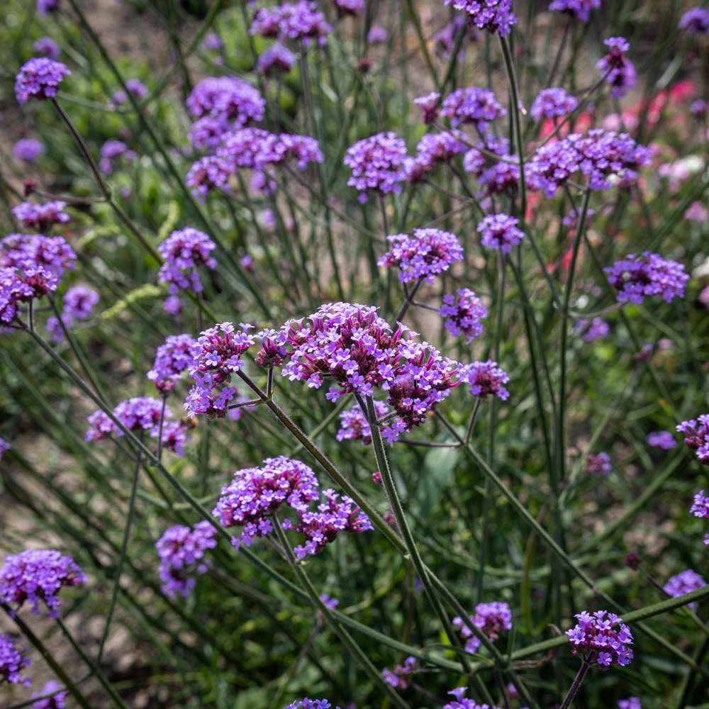Jätteverbena (Verbena bonariensis)