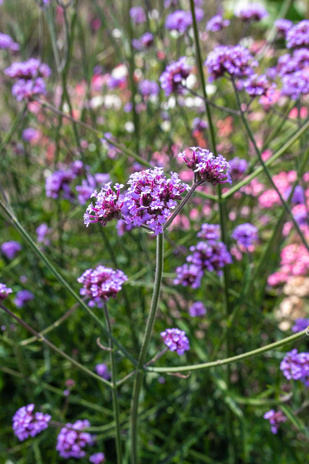 Jätteverbena (Verbena bonariensis)