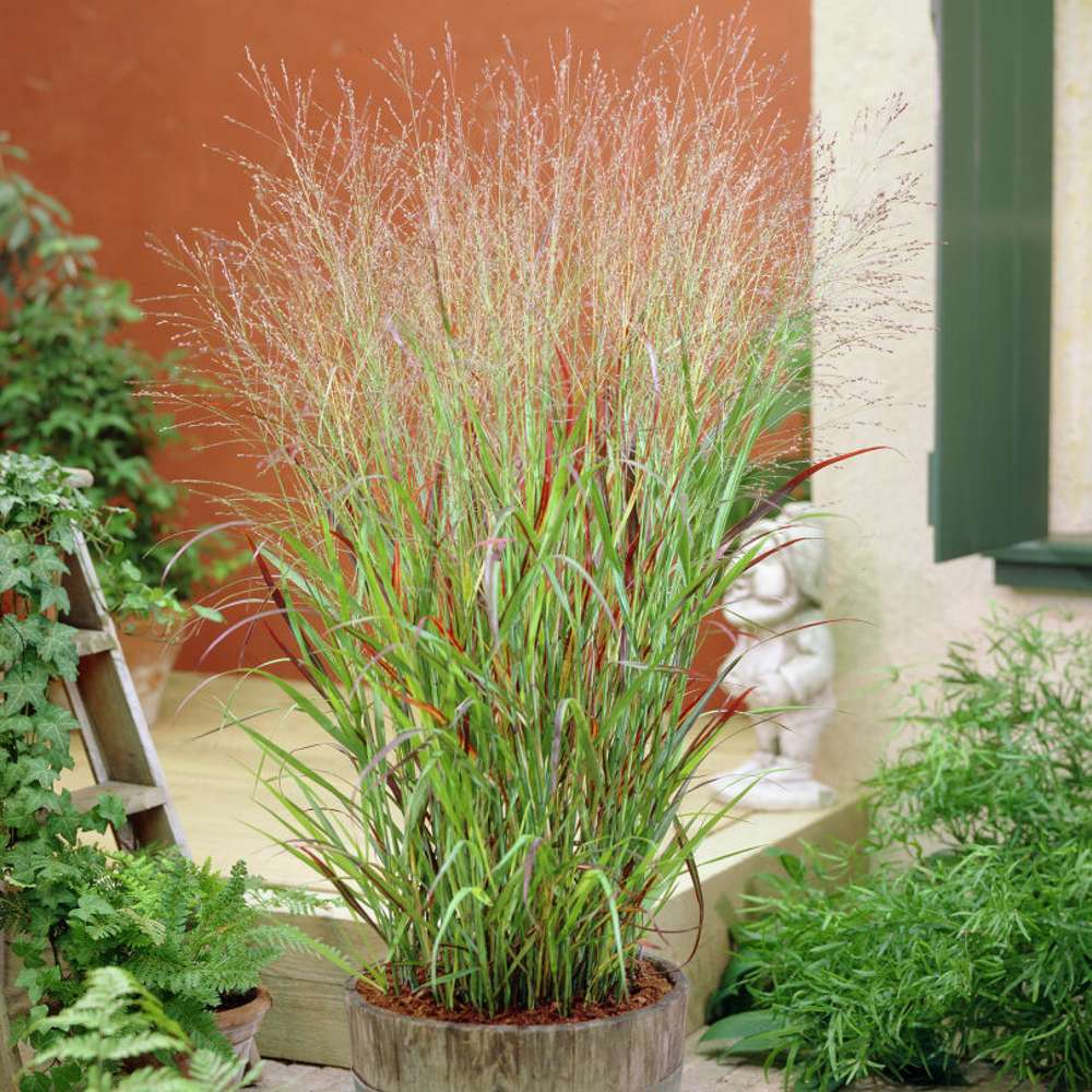 Jungfruhirs 'Shenandoah' (Panicum virgatum)