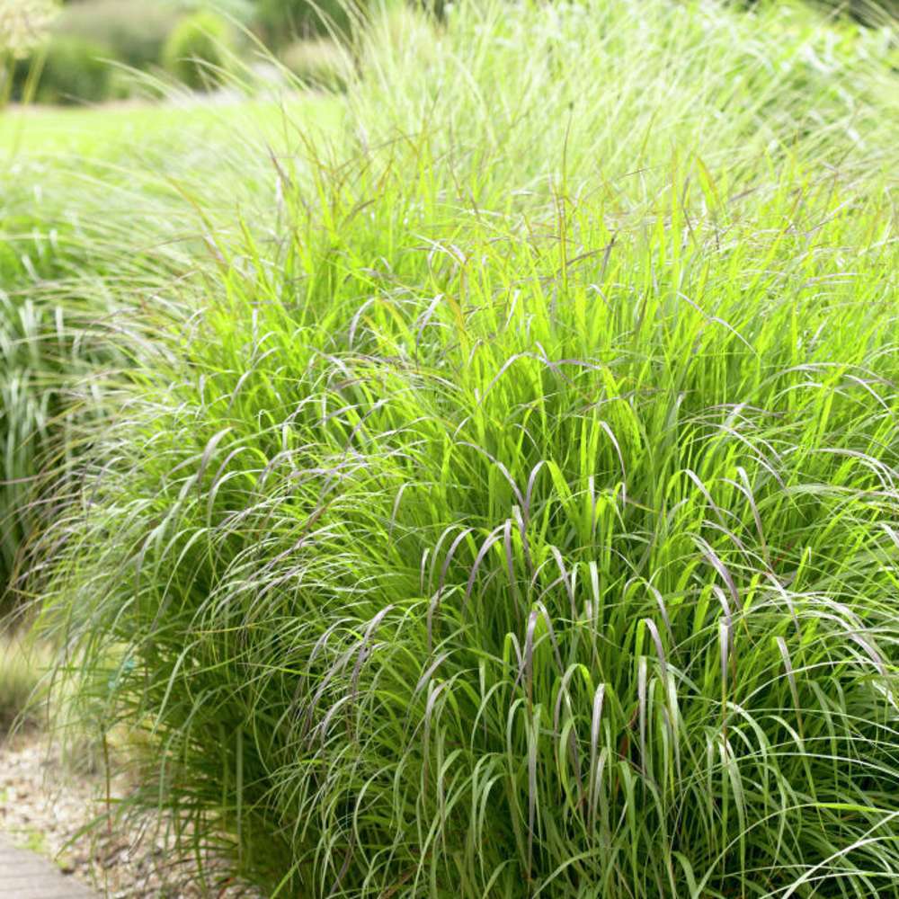 Jungfruhirs 'Shenandoah' (Panicum virgatum)