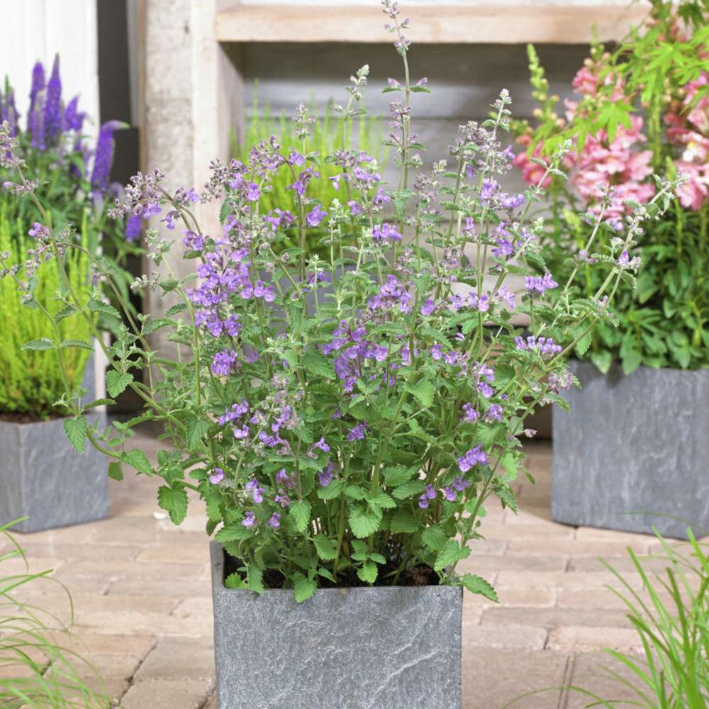 Kantnepeta 'Walker's Low' (Nepeta × faassenii)