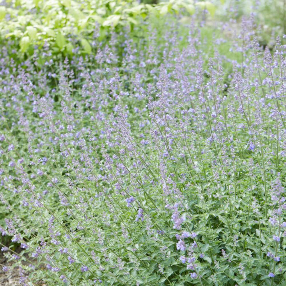 Kantnepeta 'Walker's Low' (Nepeta × faassenii)