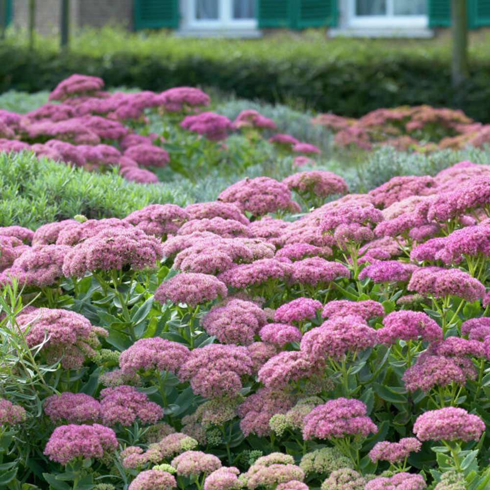 Kärleksört 'Herbstfreude' (Sedum)