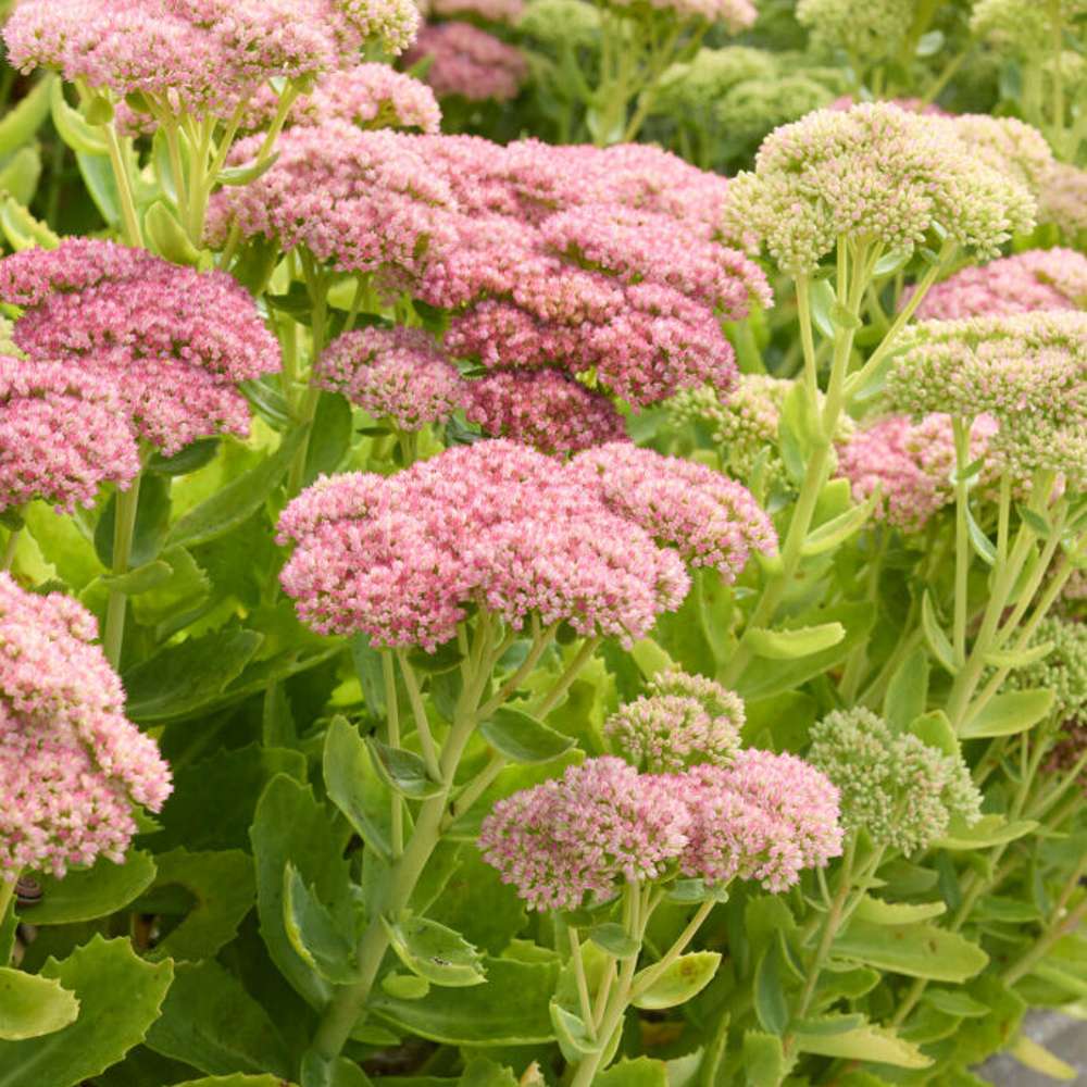 Kärleksört 'Herbstfreude' (Sedum)