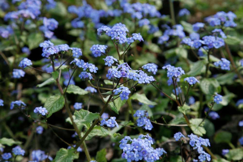 Kaukasisk förgätmigej 'Jack Frost' (Brunnera macrophylla)