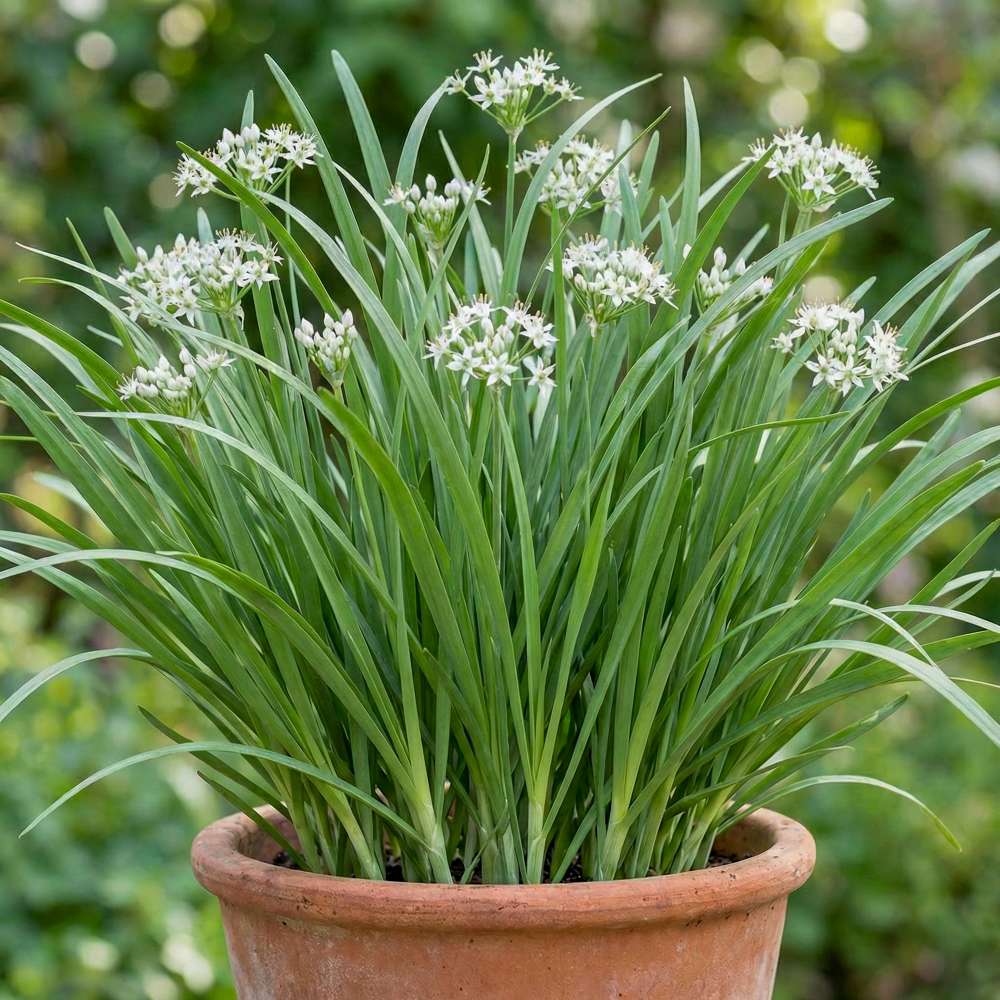 Kinesisk gräslök (BIO frö)