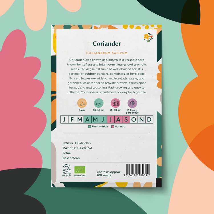 Koriander (BIO frö) (Coriandrum sativum) – planta i trädgårdsbädden