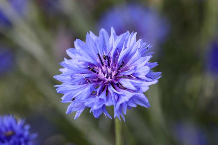 Kornblomma 'Victoria' (frö)