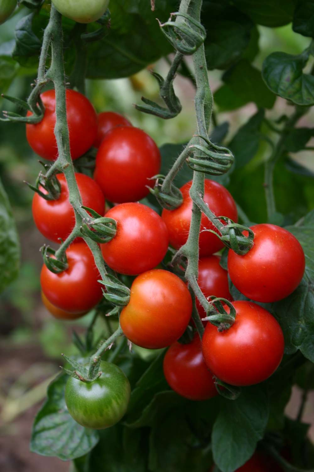 Körsbärstomat 'Sweetie' (frö)