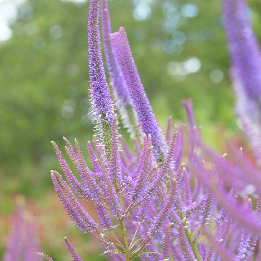 Kransveronika 'Fascination' (Veronicastrum virginicum)
