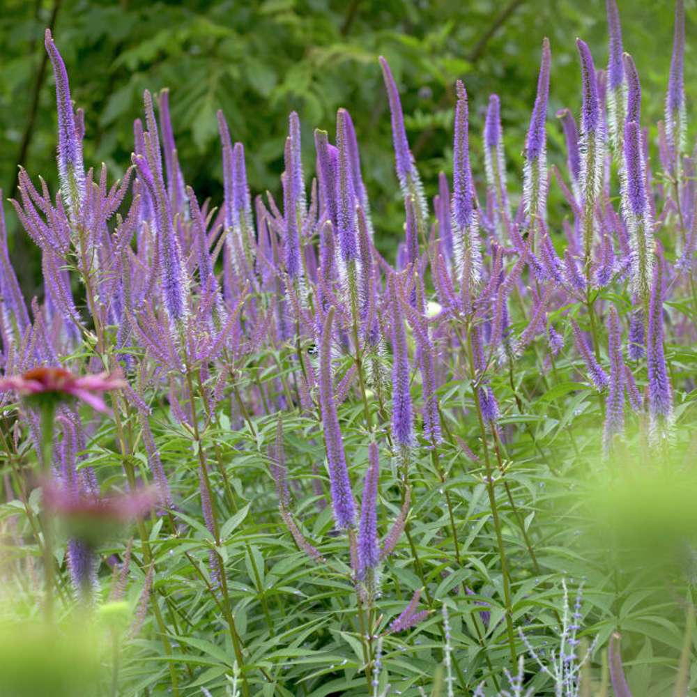 Kransveronika 'Fascination' (Veronicastrum virginicum)