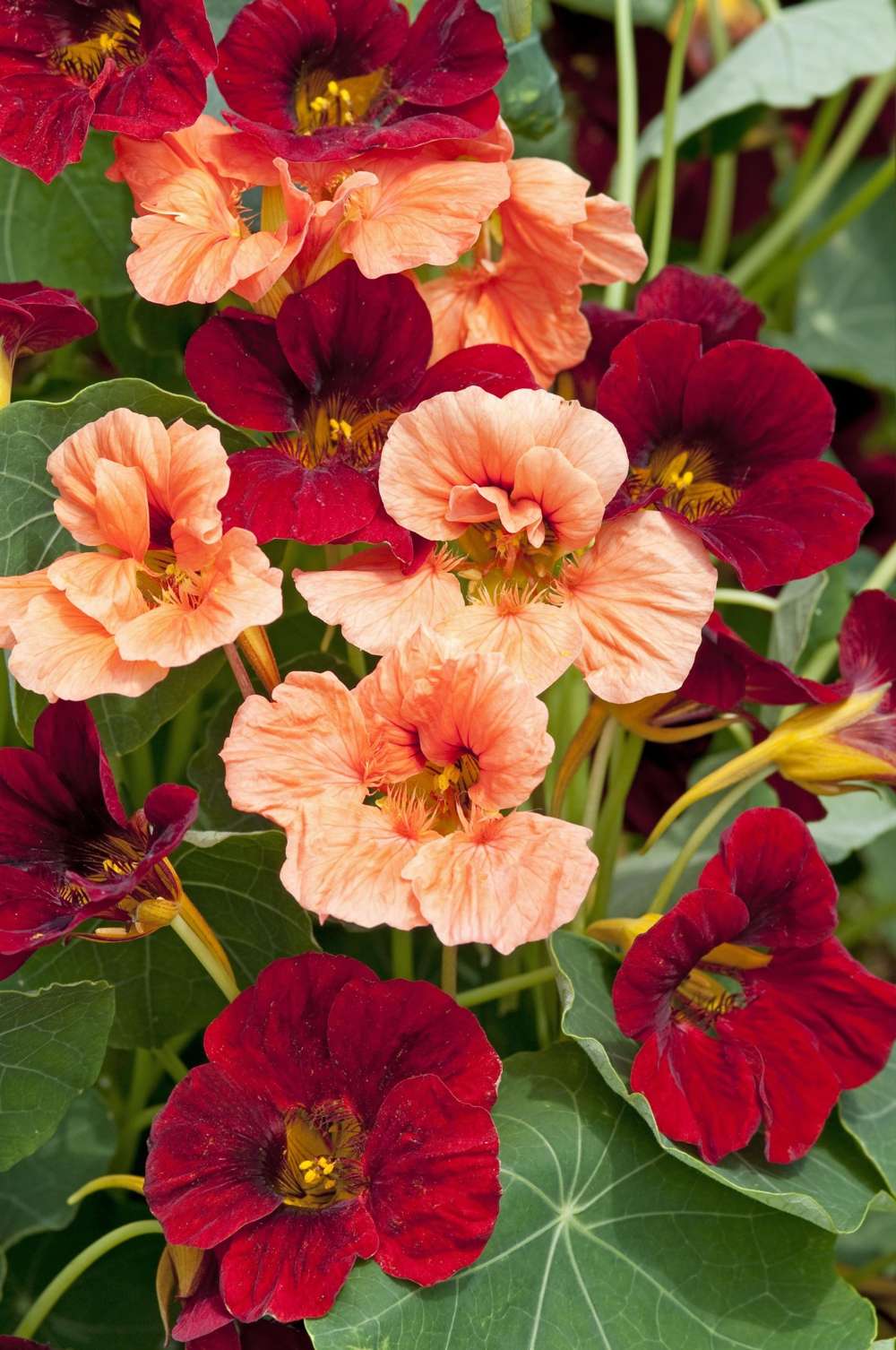 Krasse 'Sahin's Rumba' (frö)