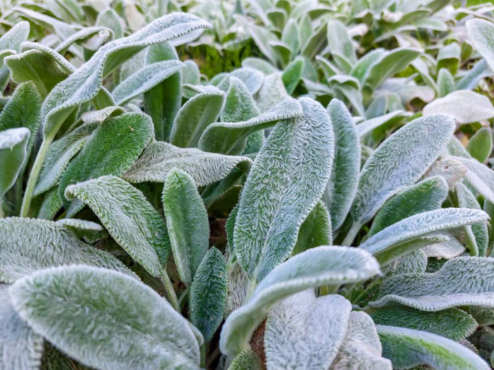 Lammöron 'Silver Carpet' (Stachys byzantina)