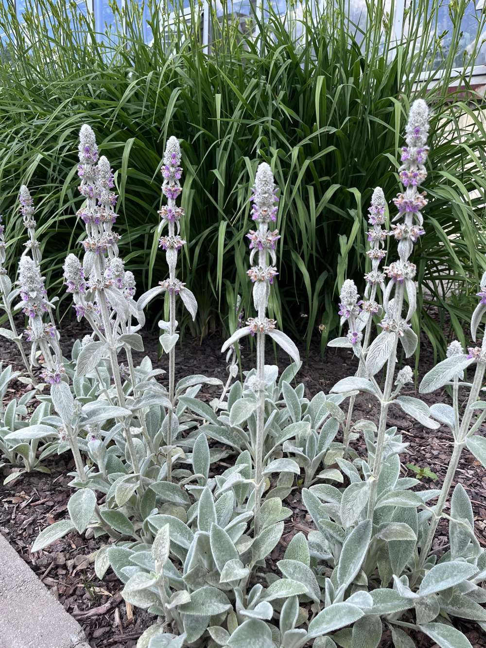 Lammöron 'Silver Carpet' (Stachys byzantina)
