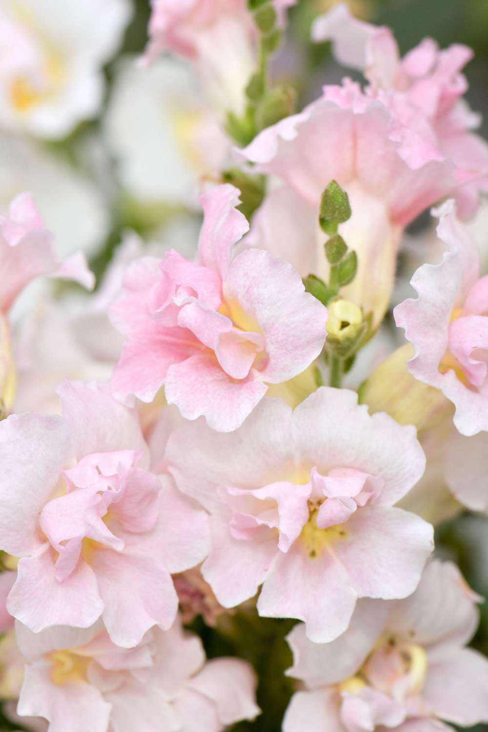 Lejongap 'F1 Twinny Appleblossom' (frö)