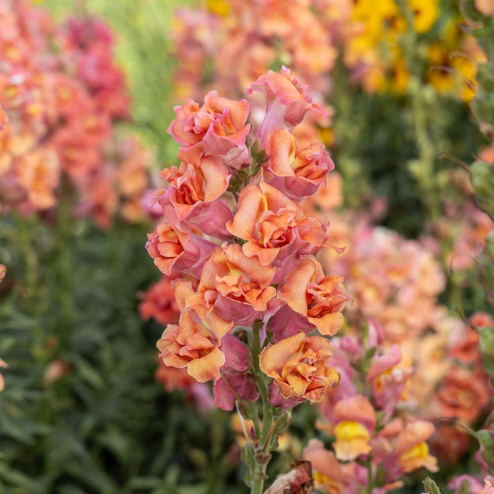 Lejongap 'Madame Butterfly Bronze' (frö)