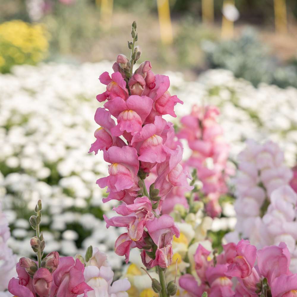 Lejongap 'Madame Butterfly Pink' (frö)