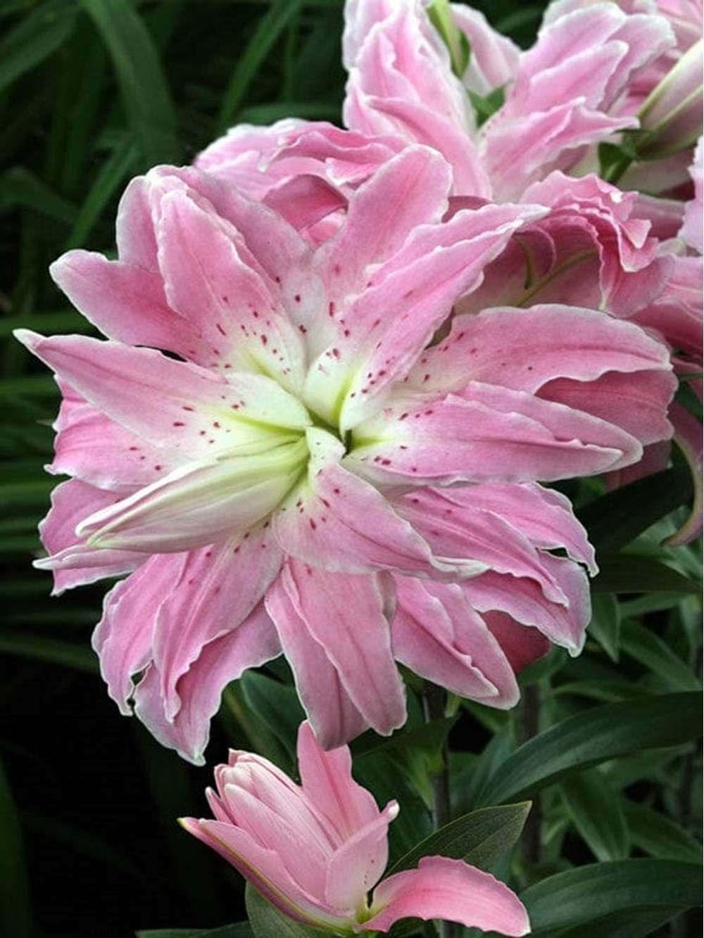 Lilja 'Lotus Elegance'