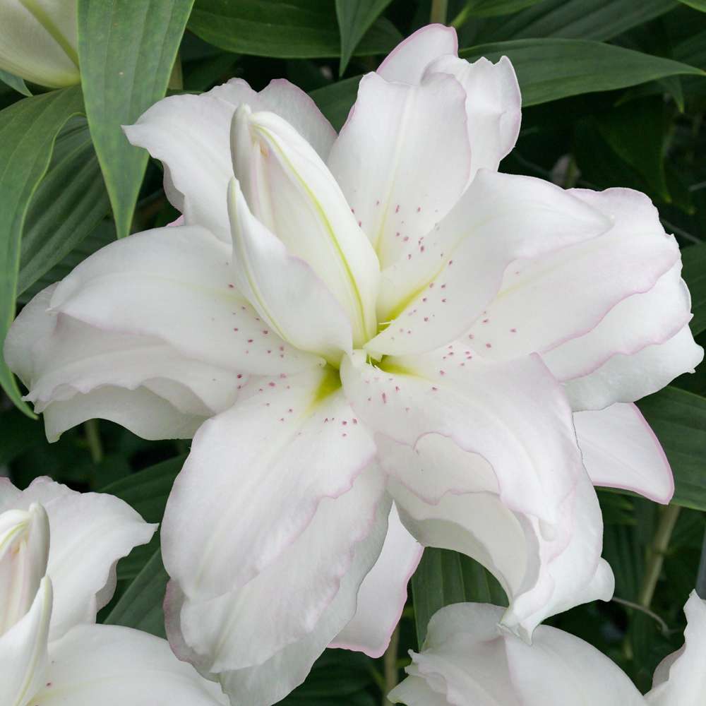 Lilja 'Lotus Beauty'