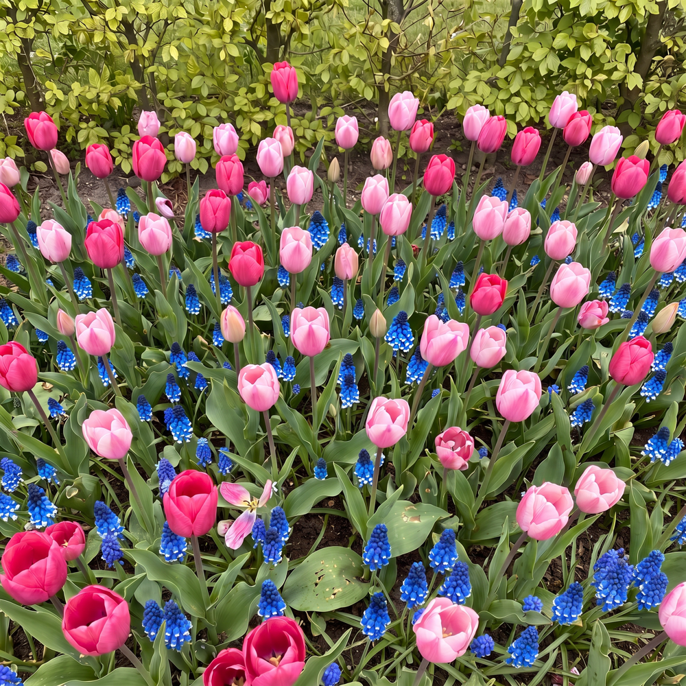 Färdig rabatt 'Forever Pink' (1 m²)