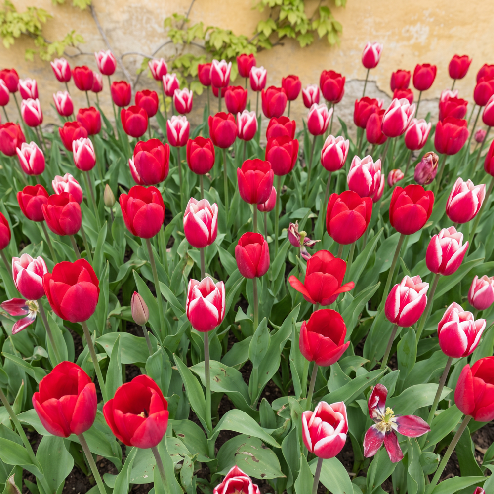 Färdig rabatt 'Forever Red & White' (1 m²)
