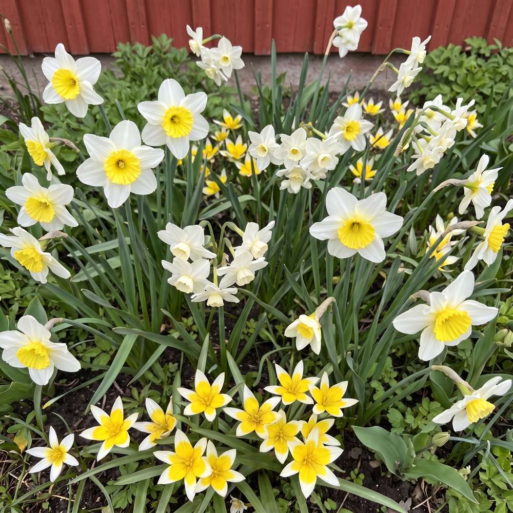 Färdig rabatt 'Forever Yellow & White' (1 m²)
