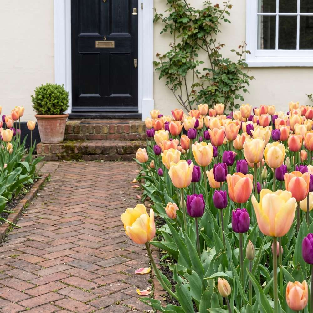 Färdig rabatt 'Peach & Plum' (1 m²)