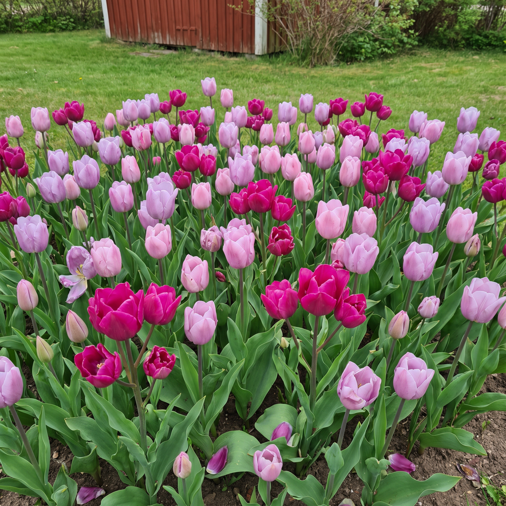 Färdig rabatt 'Purple Rain' (1 m²)