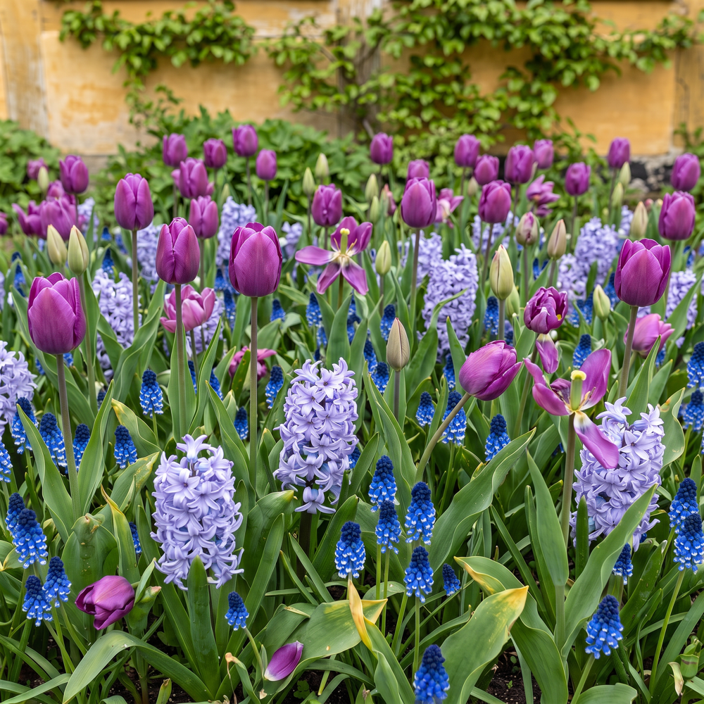 Färdig rabatt 'Violet Hour' (1 m²)
