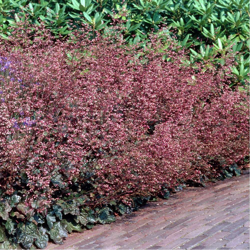 Lönnalunrot 'Palace Purple' (Heuchera villosa)