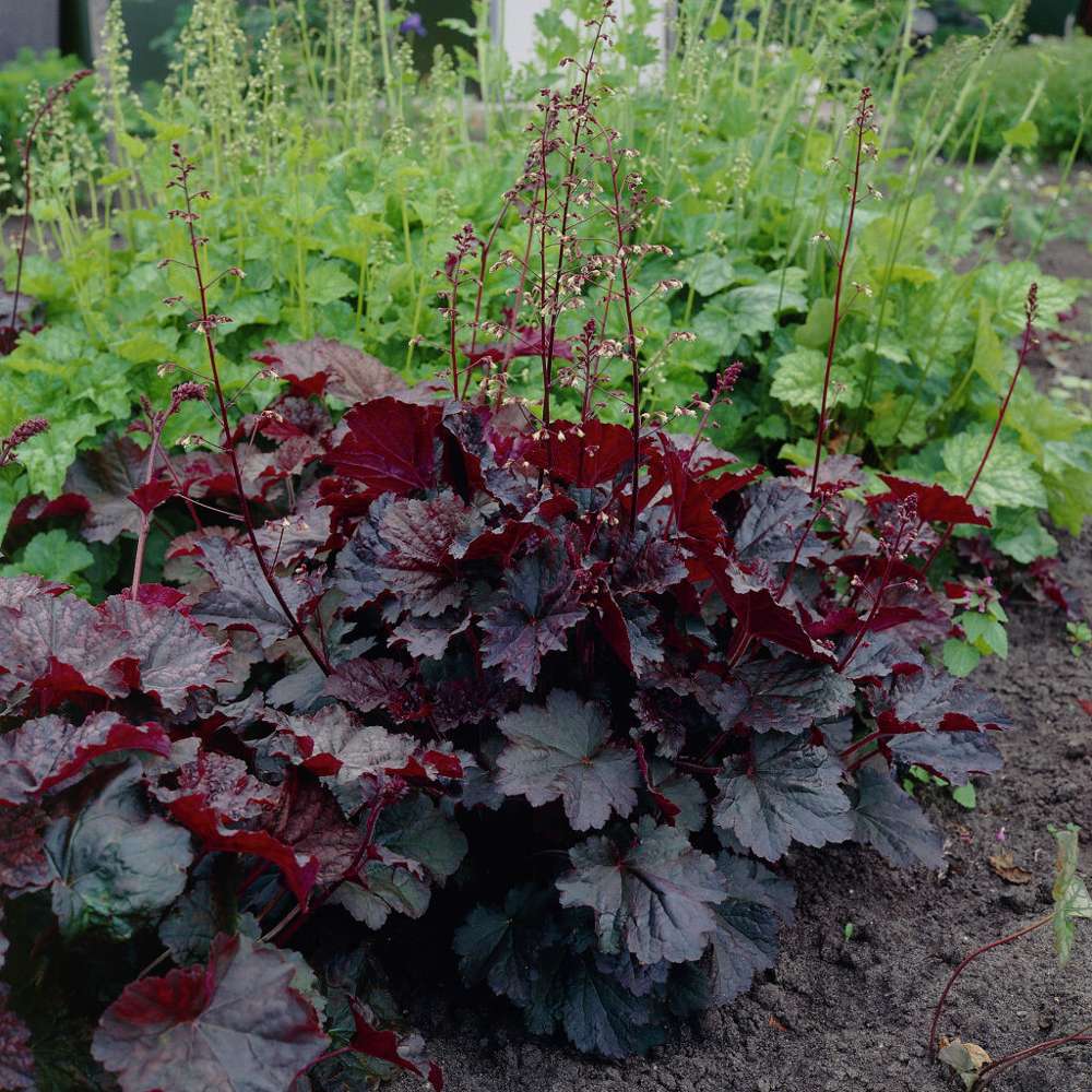 Lönnalunrot 'Palace Purple' (Heuchera villosa)