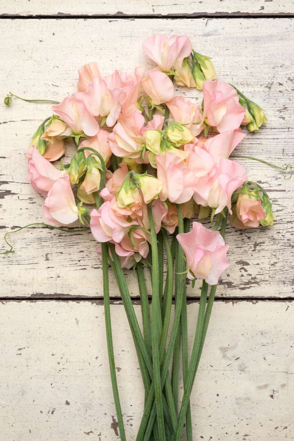 Luktärt 'Spring Sunshine Champagne' (frö)