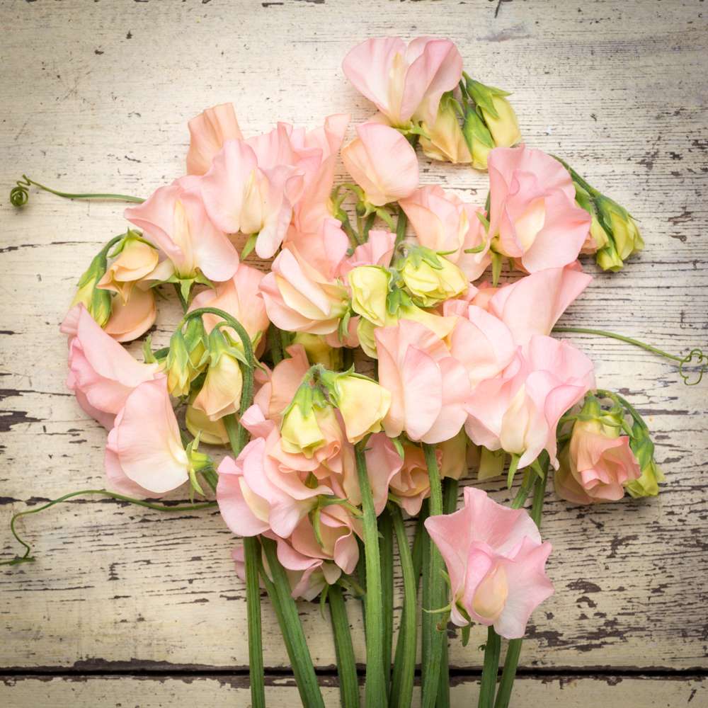 Luktärt 'Spring Sunshine Champagne' (frö)