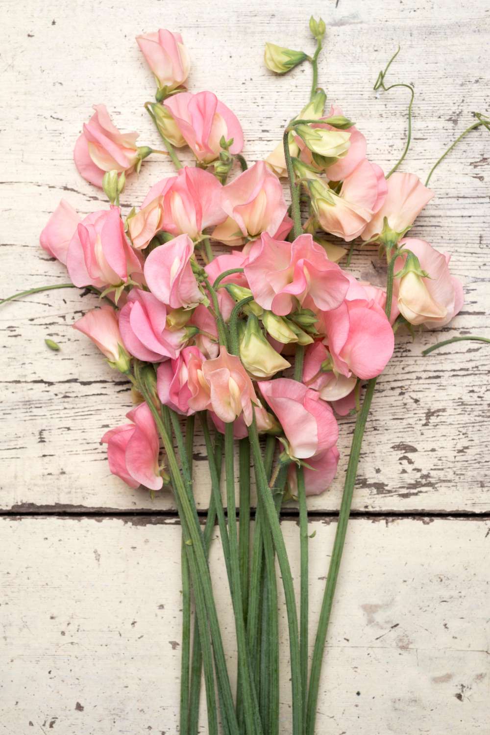 Luktärt 'Spring Sunshine Peach' (frö)