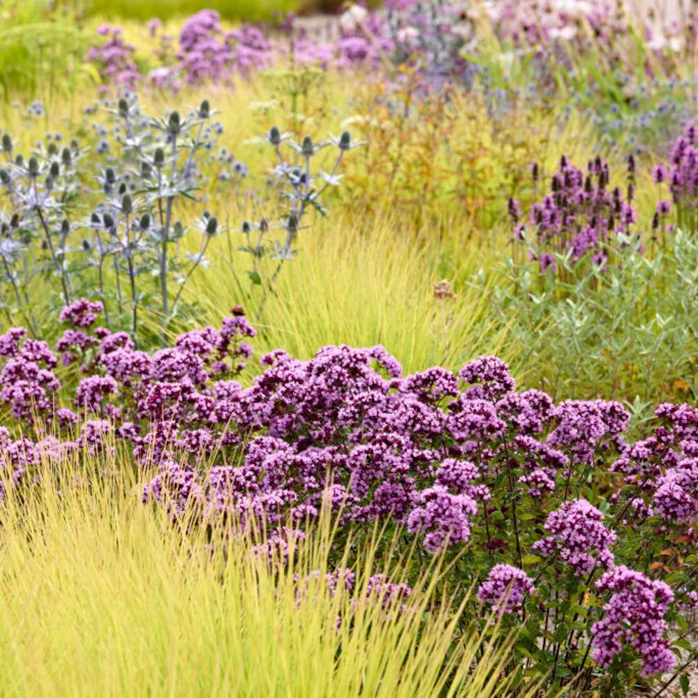 Mejram 'Rosenkuppel' (Origanum)