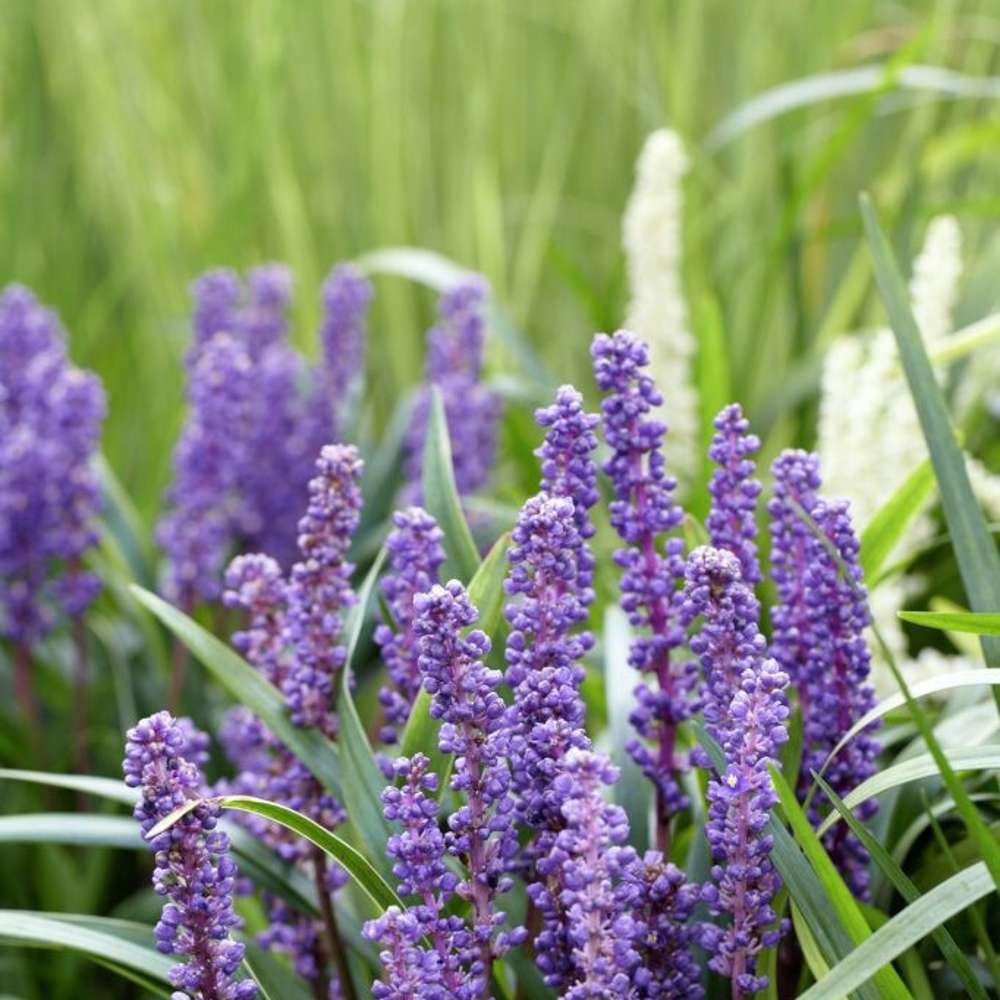 Mörk druvlilja 'Big Blue' (Liriope muscari)