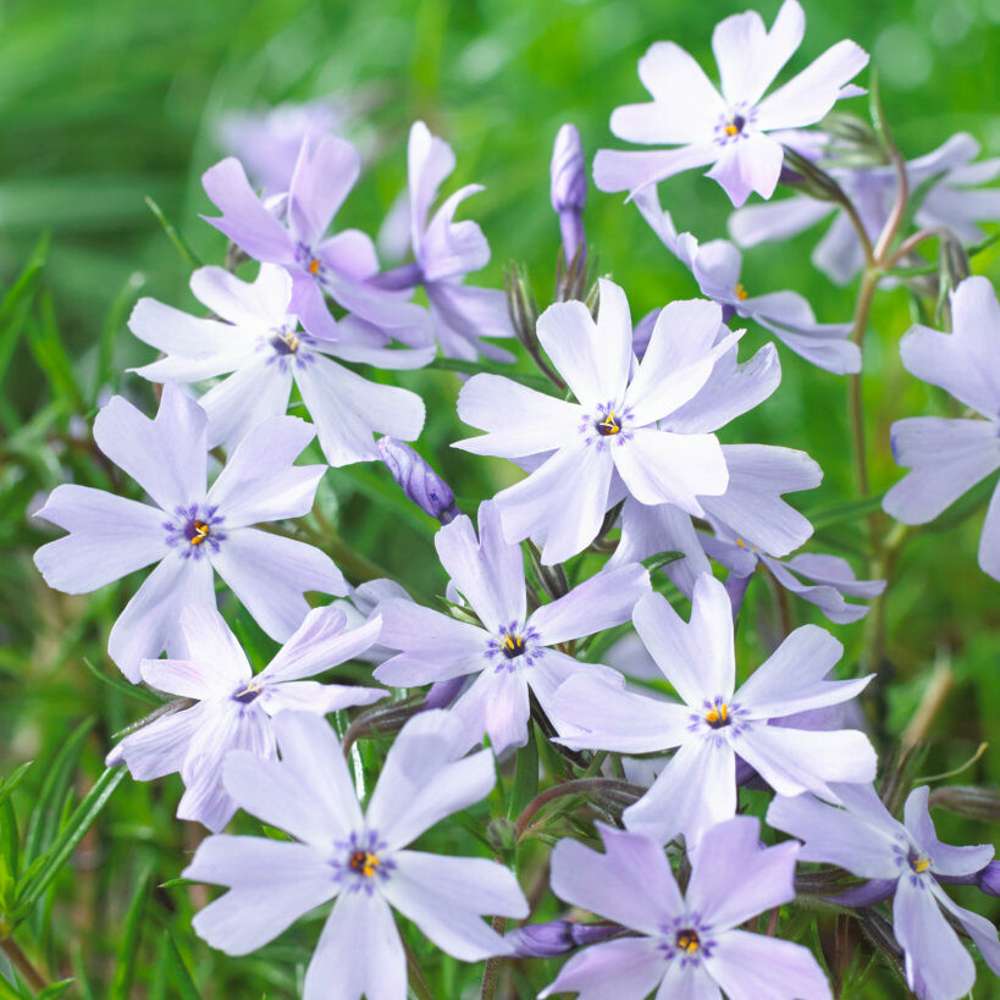 Mossflox 'Emerald Cushion Blue' (Phlox subulata)